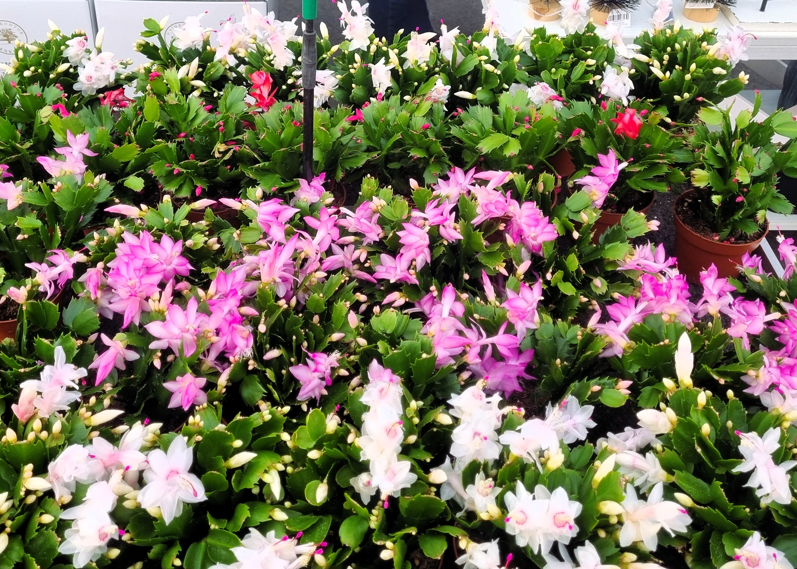 Monheimer Blumenmarkt